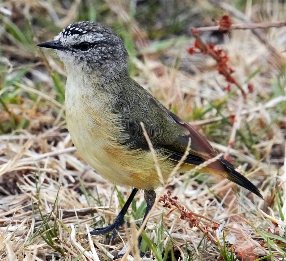 Buff Rumped Thornbill.
